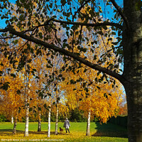 Buy canvas prints of Autumn Trees by Bernard Rose Photography