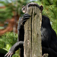 Buy canvas prints of Chimpanzee hidding by Bernard Rose Photography