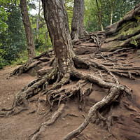 Buy canvas prints of Tree and Root Royden Park by Bernard Rose Photography