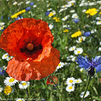 Buy canvas prints of Wildflower Meadow by Bernard Rose Photography