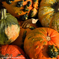 Buy canvas prints of Pumpkin Display by Bernard Rose Photography