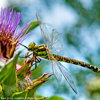 Buy canvas prints of Souther Hawker Dragonfly by Bernard Rose Photography