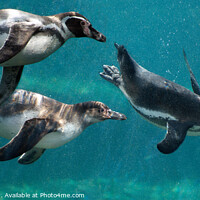 Buy canvas prints of Humboldt Penguins at Chester Zoo by Bernard Rose Photography