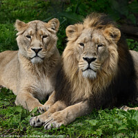 Buy canvas prints of Asiatic Lions at Chester Zoo by Bernard Rose Photography