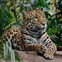 Buy canvas prints of Jaguar Big Cat by Bernard Rose Photography