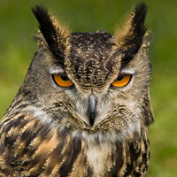 Buy canvas prints of Eagle Owl by Bernard Rose Photography