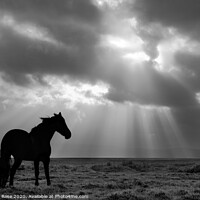 Buy canvas prints of Black Horse on Neston Marsh - Black &amp; White by Bernard Rose Photography