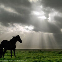 Buy canvas prints of Black Horse on Neston Marsh - Colour by Bernard Rose Photography