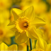 Buy canvas prints of Daffodil Macro by Bernard Rose Photography