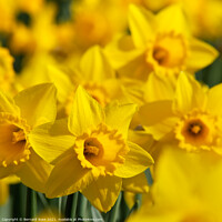 Buy canvas prints of Daffodils by Bernard Rose Photography