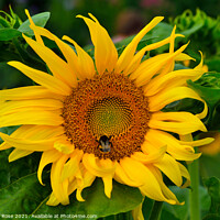 Buy canvas prints of Sunflower and Bee by Bernard Rose Photography