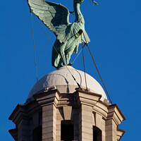 Buy canvas prints of Liverbird by Bernard Rose Photography