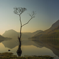 Buy canvas prints of The lone tree by louise wilson