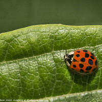 Buy canvas prints of ladybird on a leaf by louise wilson