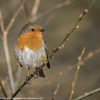Buy canvas prints of robin on a thin branch by louise wilson