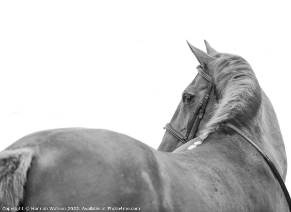 Horse Mono Portrait 1 Picture Board by Hannah Watson