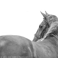 Buy canvas prints of Horse Mono Portrait 1 by Hannah Watson