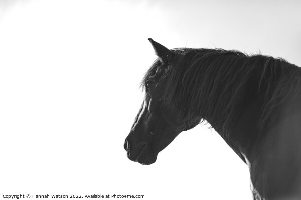 Horse Mono Portrait 2 Picture Board by Hannah Watson