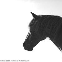 Buy canvas prints of Horse Mono Portrait 2 by Hannah Watson