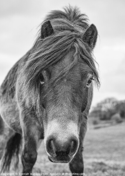 Exmoor Pony 1 Picture Board by Hannah Watson