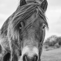 Buy canvas prints of Exmoor Pony 1 by Hannah Watson
