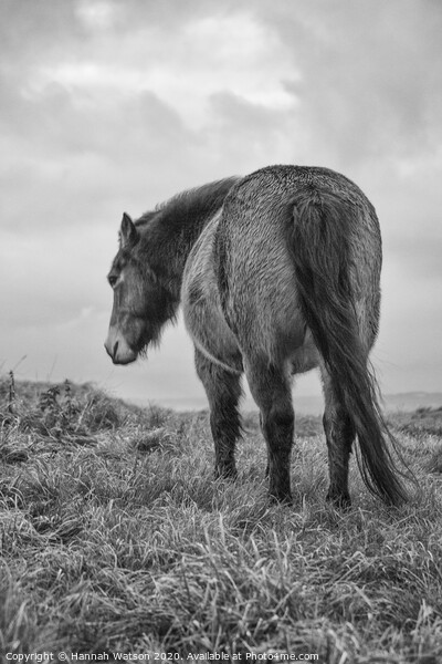 Exmoor Pony 2 Picture Board by Hannah Watson