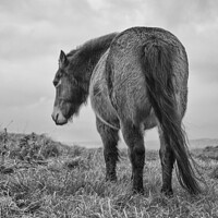 Buy canvas prints of Exmoor Pony 2 by Hannah Watson