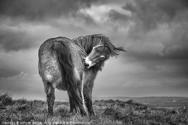 Exmoor Pony 3 Picture Board by Hannah Watson
