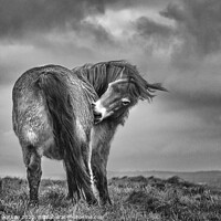 Buy canvas prints of Exmoor Pony 3 by Hannah Watson