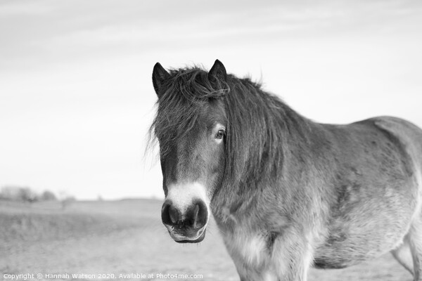 Exmoor Pony 6 Picture Board by Hannah Watson