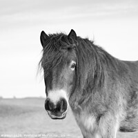 Buy canvas prints of Exmoor Pony 6 by Hannah Watson