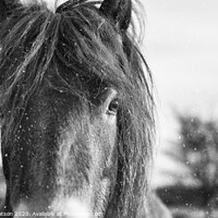 Buy canvas prints of Exmoor Pony 7 by Hannah Watson
