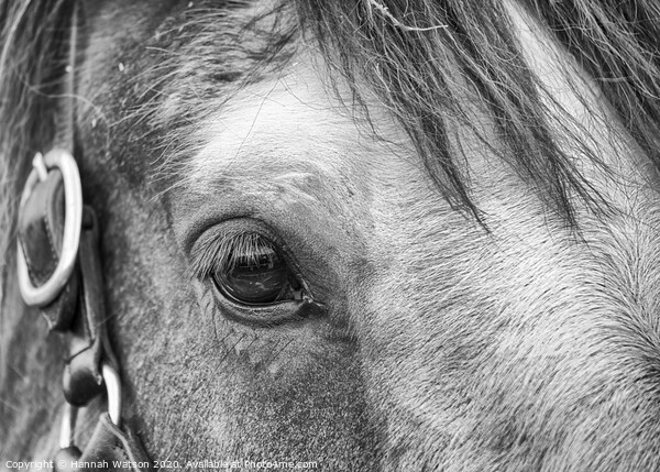 Shire Horse Eye Picture Board by Hannah Watson