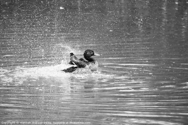 Mallard Duck Splash Picture Board by Hannah Watson