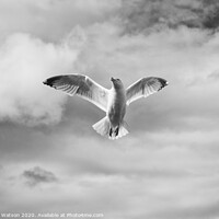 Buy canvas prints of Seagull 2 by Hannah Watson