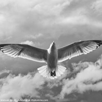 Buy canvas prints of Seagull 3 by Hannah Watson