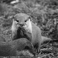 Buy canvas prints of Otter 1 by Hannah Watson