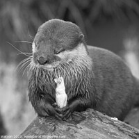 Buy canvas prints of Otter 2 by Hannah Watson