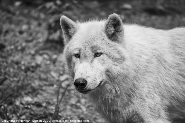 Arctic Wolf Portrait Picture Board by Hannah Watson