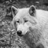 Buy canvas prints of Arctic Wolf Portrait by Hannah Watson