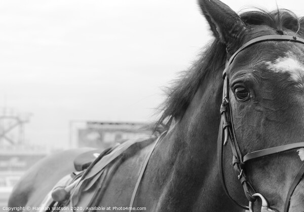 Race Horse Portrait Picture Board by Hannah Watson