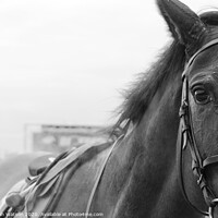 Buy canvas prints of Race Horse Portrait by Hannah Watson