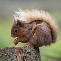 Buy canvas prints of Red Squirrel 1 by Hannah Watson