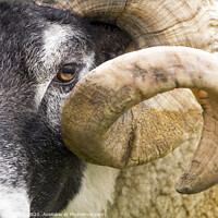 Buy canvas prints of Curly Horned Sheep by Hannah Watson