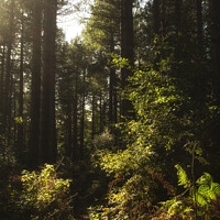 Buy canvas prints of Chopwell Woods by Hannah Watson