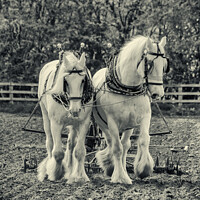 Buy canvas prints of Plough Horses 1 by Hannah Watson