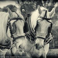 Buy canvas prints of Plough Horses 3 by Hannah Watson