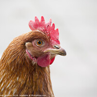 Buy canvas prints of Chicken Portrait by Hannah Watson