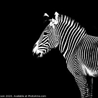 Buy canvas prints of Zebra Portrait by Hannah Watson