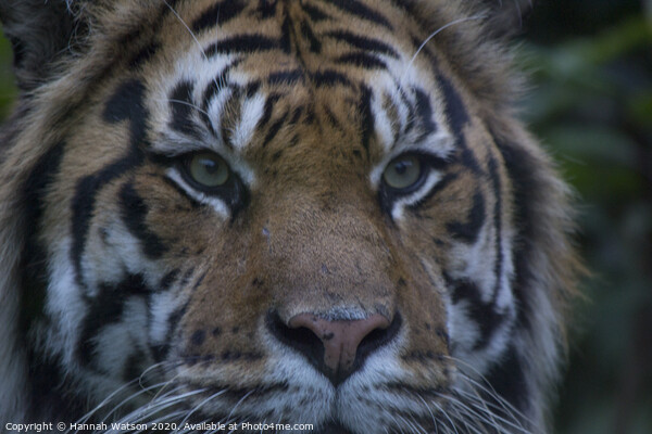 Tiger Eye Picture Board by Hannah Watson